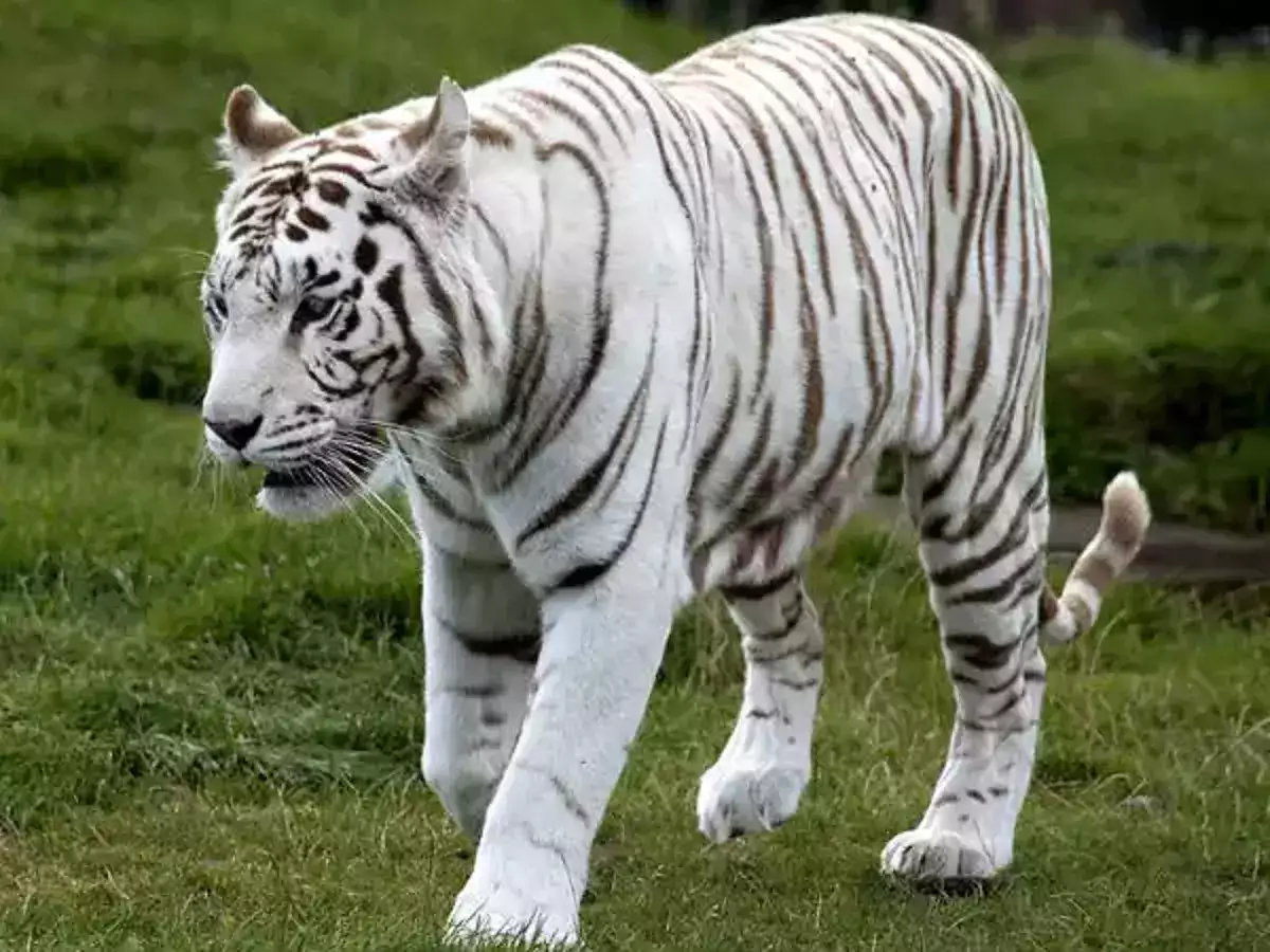 स्वस्थ बच्चों के प्रजनन के लिए सफेद बाघों का विनिमय, मैत्री बाग से भेजा गया एक सफेद बाघिन जंगल सफारी रायपुर 