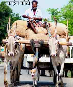 भीषण गर्मी : पशु की सहायता से वजन व सवारी ढोने पर दोपहर 12 बजे से 3 बजे तक प्रतिंबंधित