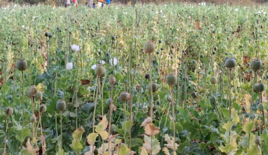 अफीम की खेती का एक और मामला उजागर,पुलिस की तगड़ी कार्रवाई