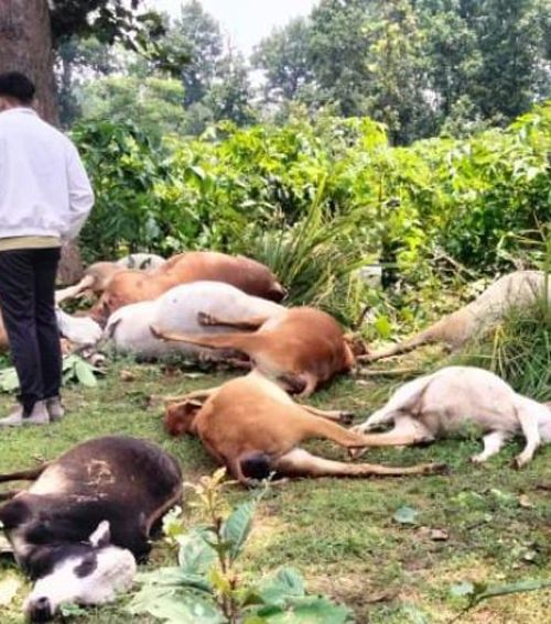 आकाशीय बिजली गिरने से 9 मवेशियों की मौत