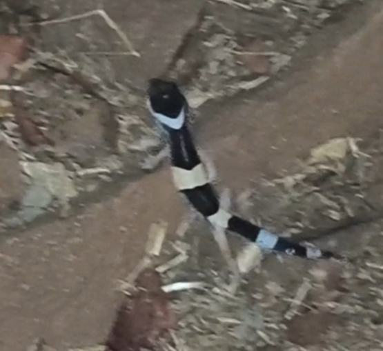 अबूझमाड़ में लेपर्ड गेको प्रजाति की दुर्लभ छिपकली दिखी