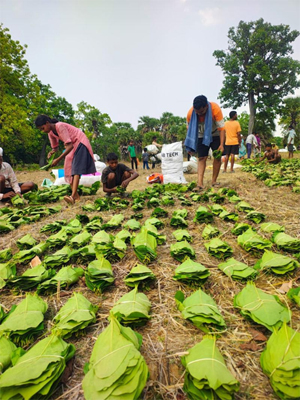 तेंदूपत्ता सीजन-2026 : हड़ताल की आशंका के बीच शासन का बड़ा निर्णय, अत्यावश्यक सेवाएं हुईं घोषित