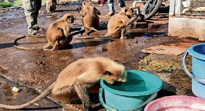 भीषण गर्मी से जंगल में सूखे जलस्त्रोत तो वन्य जीव आबादी इलाकों में दिखे प्यास बुझाते