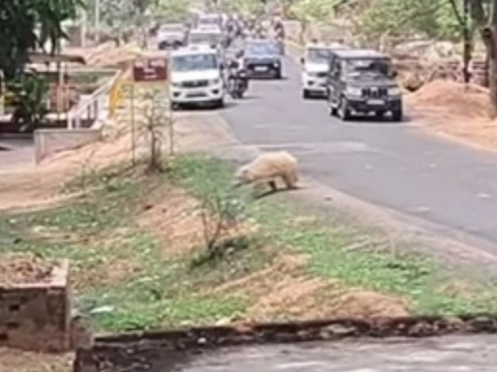 अमाडांड गांव के आसपास लोगों ने काले भालुओं के बीच देखा एक सफेद रंग के भालू को