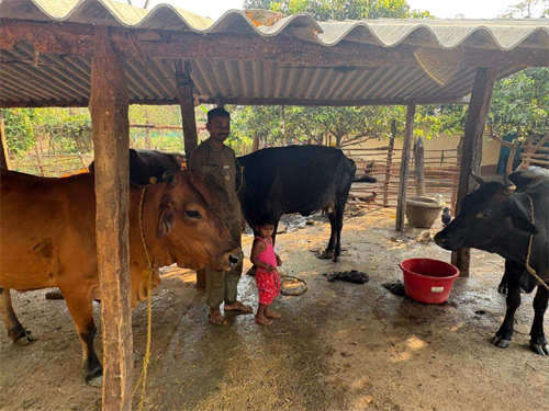 पशुपालन से बदली प्यारेलाल की जिंदगी, डेयरी व्यवसाय बना आय का मजबूत साधन