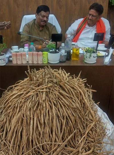 खेत की मेड़ बनी कमाई का जरिया : सतावर की खेती से बढ़ेगी किसानों की आय