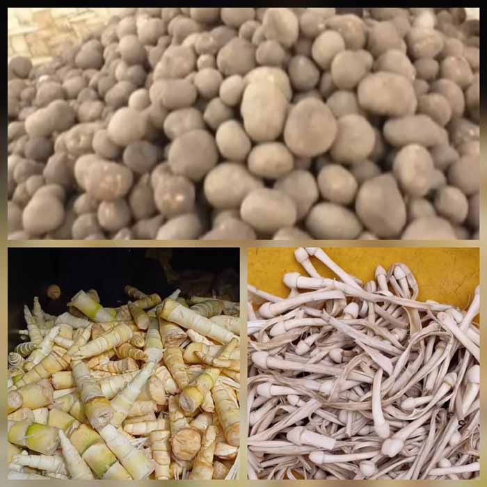 मानसून के साथ ही बस्तर की सबसे मंहंगी सब्जी फुटु (मशरूम), बोड़ा, बांस की करील मिलेगा