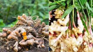 हल्दी-अदरक की खेती के लिए 49,800 तक अनुदान, पहले आओ-पहले पाओ के आधार पर मिलेगा लाभ