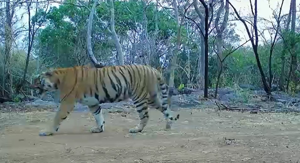 उदंती-सीतानदी में बाघिन की दस्तक, टाइगर रिजर्व के सुनहरे भविष्य की जगी उम्मीद