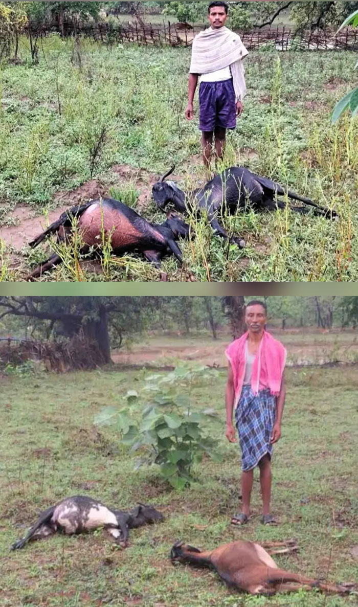 आकाशीय बिजली गिरने से 9 बकरियों की हुई मौत
