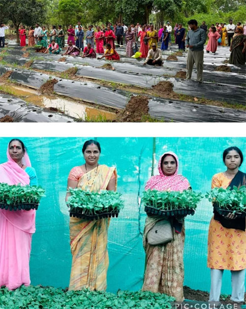 केरेमुड़ा में किसानों को दी गई ग्राफ्टेड टमाटर और बैंगन की वैज्ञानिक खेती की कमान