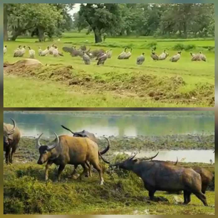 आईटीआर में राजकीय पशु वन भैंसा एवं हिमालयी गिद्ध मौजूदगी दर्ज 