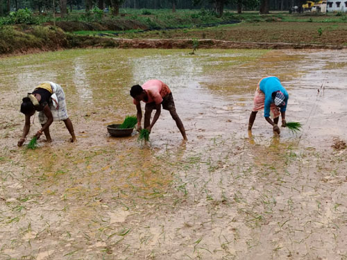 खरीफ 2026: अल्प एवं अनियमित वर्षा से निपटने कृषि विभाग ने जारी की आकस्मिक कार्ययोजना