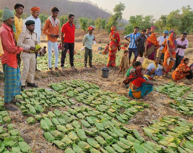 सुकमा के 42 हजार तेंदूपत्ता संग्राहकों के बैंक खातों में की गई 40.72 करोड़ अंतरित