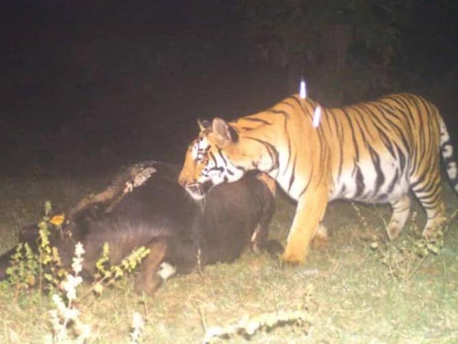 जहां बाघों का शिकार हुआ, वहां के ट्रैप कैमरों का दो महीनों का डेटा डिलीट कर दिया गया