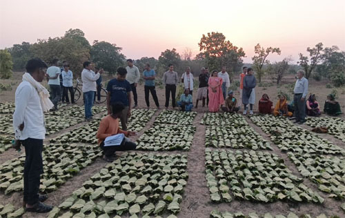 साय सरकार के सुशासन में तेन्दूपत्ता संग्राहकों को मिली आर्थिक मजबूती, 10,160 हितग्राहियों के खातों में पहुँची 1.39 करोड़ से अधिक की बोनस राशि