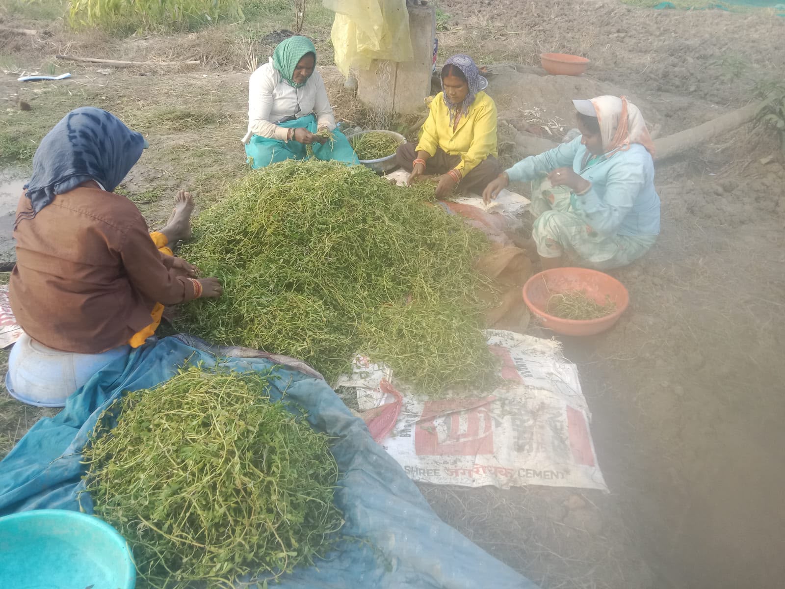 धमतरी मॉडल बना देश के लिए प्रेरणा, औषधीय पौधों की खेती से बदली महिलाओं की तकदीर, बढ़ेगा दायरा