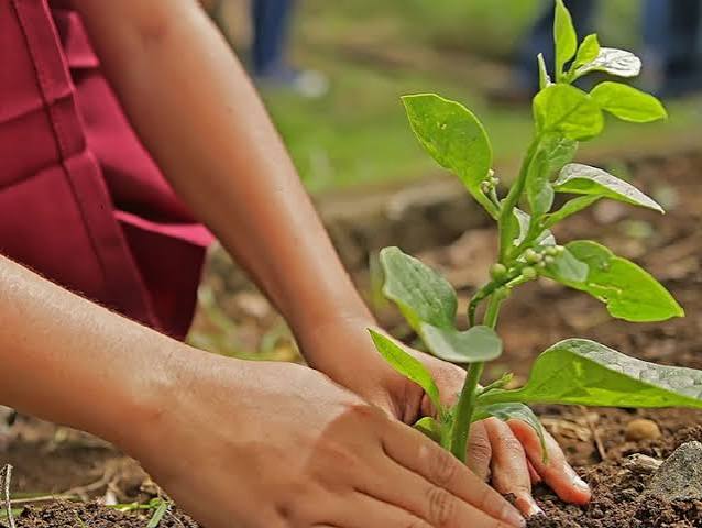 कल्पवृक्ष सोसाइटी में वृक्षारोपण कल