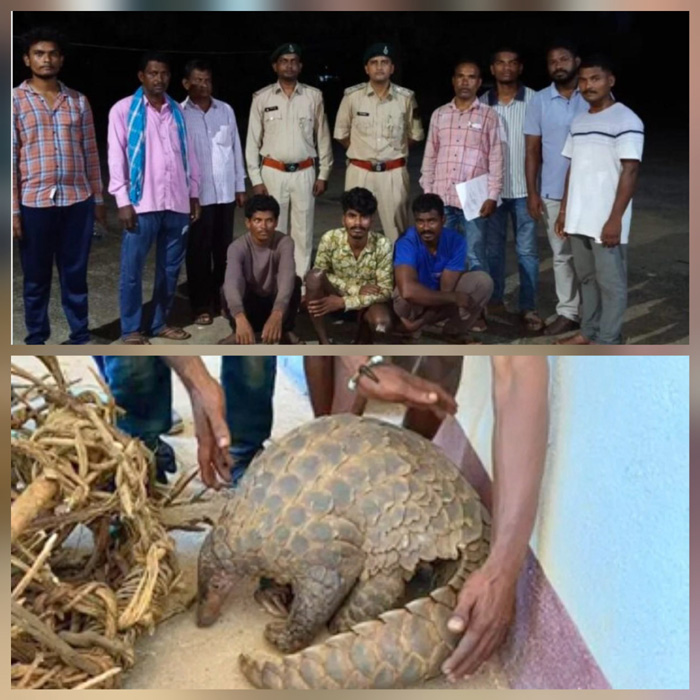 वन्य जीव पैंगोलिन के शिकार व तस्करी के तीन आरोपी गिरफ्तार 