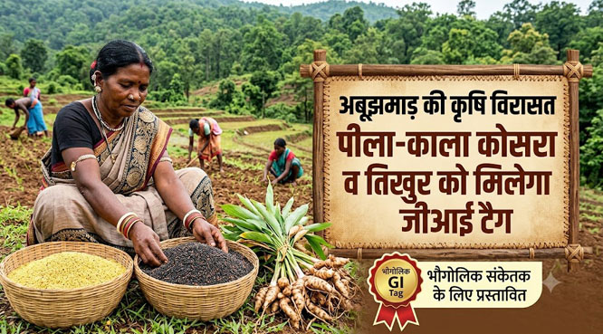 अबूझमाड़ की कृषि विरासत पीला-काला कोसरा व तिखुर को मिलेगा जीआई टैग 