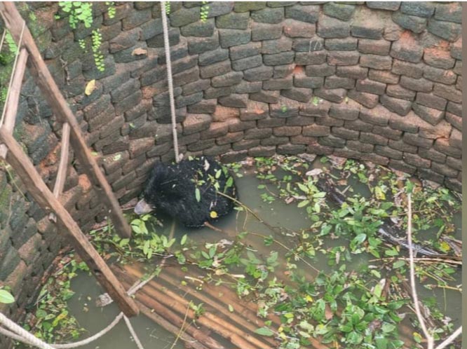 कुएं में गिरा वन्य प्राणी भालू का शावक, वन विभाग ने सुरक्षित निकालकर छोड़ा जगंल में