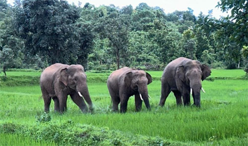 हाथियों से जनहानि में कमी जशपुर वनमंडल में प्रभावित क्षेत्रों में निगरानी, गश्त और जन-जागरूकता अभियान तेज