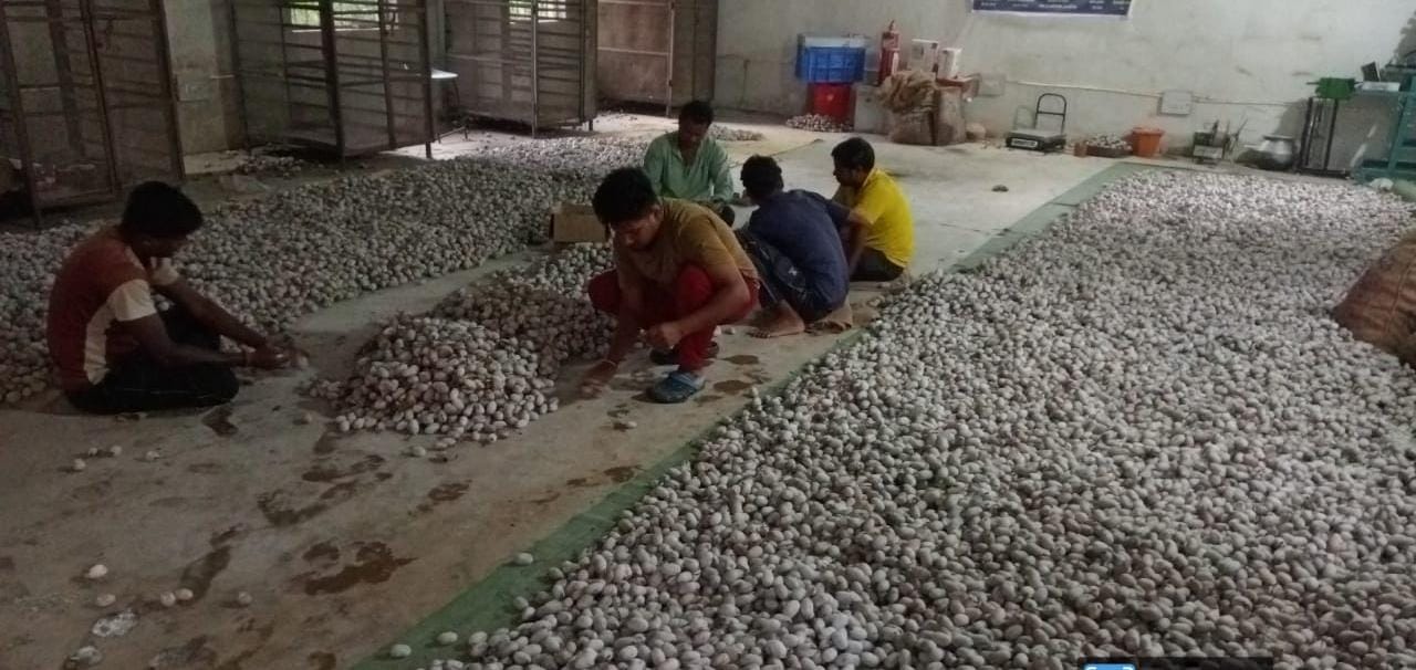 वनांचल में रेशम की चमक