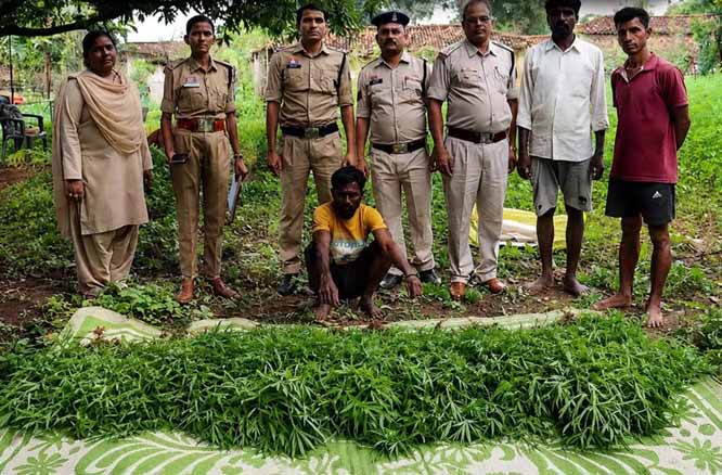 अरहर की फसल की आड़ में गांजा की खेती करने वाला आरोपी गिरफ्तार