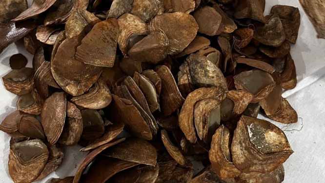 कांकेर में नक्सली डंप से पहली बार मिला दुर्लभ वन्य जीव पैंगोलिन का शल्क