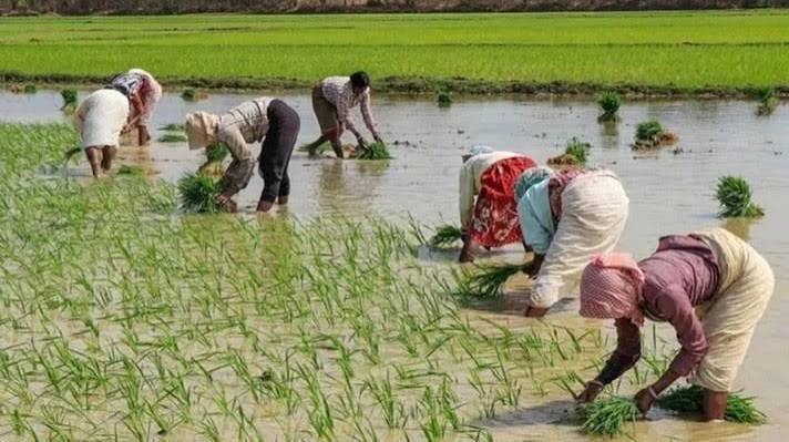 छत्तीसगढ़ में लक्ष्य का 98 प्रतिशत बोनी पूर्ण, अब तक किसानों को 12.48 लाख मैट्रिक टन उर्वरकों का वितरण