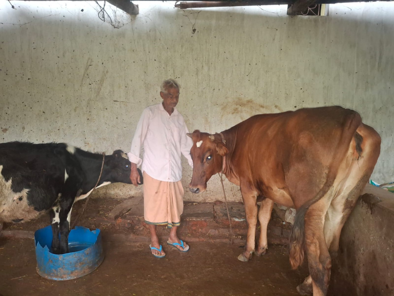 पीएम किसान सम्मान निधि की बचत से खरीदी पहली गाय, आज 10 गायों के साथ आत्मनिर्भर बने 75 वर्षीय परशुराम