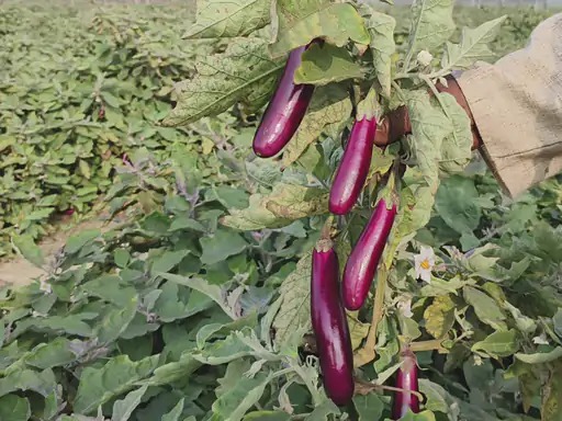 बंजर जमीन पर लहलहाई ग्राफ्टेड फसल, रायगढ़ के किसान ने ग्राफ्टेड टमाटर और बैंगन की खेती से कमाए 4.25 लाख