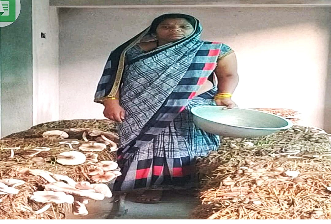 स्व-सहायता समूह से जुड़कर पलसाभाड़ी की 14 महिलाओं ने गढ़ी आजीविका की राह