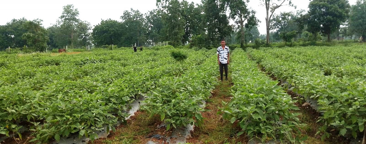 बदलाव की कहानी : ग्राफ्टेड बैंगन की खेती से गौरव की बढ़ी आमदनी