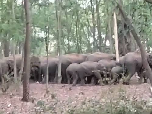खड़ामाचा जंगल में 30 हाथियों का दल, वन विभाग अलर्ट, लगाए चेतावनी बैनर