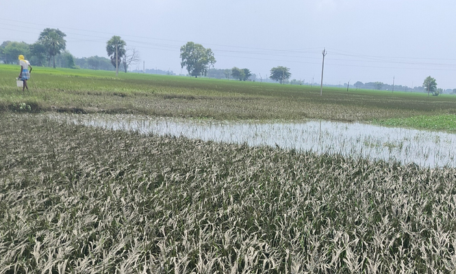 बस्तर में पानी उतरने के बाद खेतों में धान की फसल का नुकसान दिखने लगा