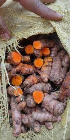 कृषि मंत्री नेताम के निर्देश पर हल्दी बीज वितरण में अनियमितता की शिकायत पर जाँच शुरू