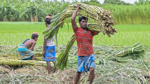 गन्ना मूल्य में छत्तीसगढ़ देश में नंबर वन, किसानों को अब 425 प्रति क्विंटल की दर से होगा भुगतान