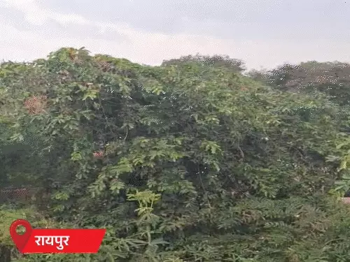रायपुर-गरियाबंद-रायगढ़ में बारिश,तेज हवाएं चल रही