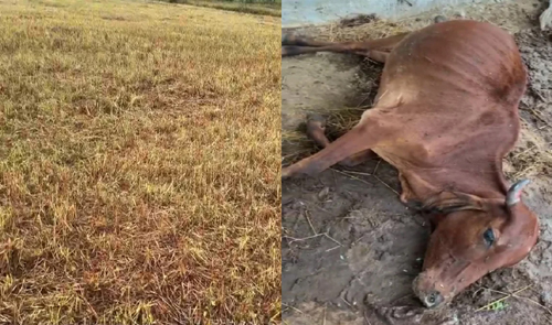 कोदो की नरई चरने के बाद कवर्धा में 40 गायें बीमार, 3 की मौत