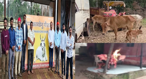 कत्लखाने ले जाने से पहले बच गई 27 गायें लेकिन 9 क्विंटल गौमांस मिलने से मचा हड़कंप