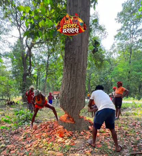 बस्तर दशहरा में कटे सैकड़ों पेड़ों की भरपाई के क्षतिपूर्ति पौधरोपण योजना बंद हुई